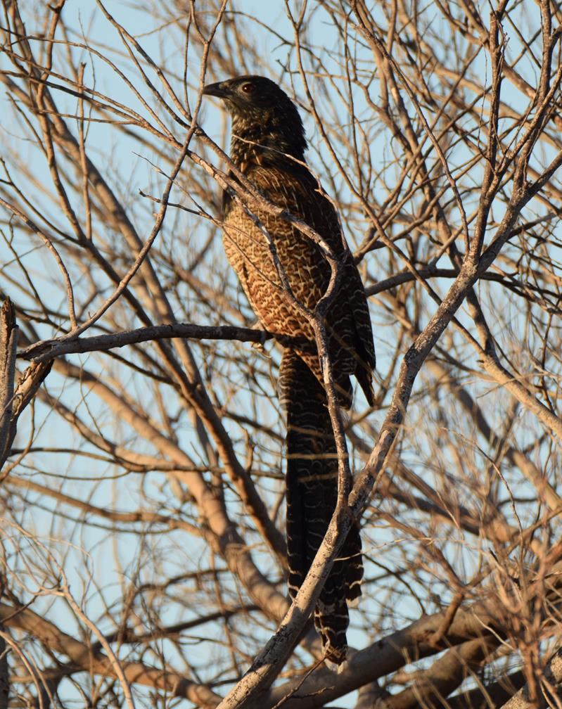 Pheasant Coucal-003.JPG